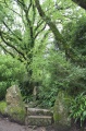 St Keyne's Well