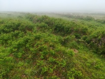 Boswens Common Hut Circles