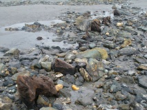 Mounts Bay prehistoric submerged forest