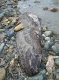 Mounts Bay prehistoric submerged forest
