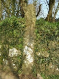 Rosemorran
