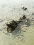 Mounts Bay prehistoric submerged forest