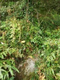 Hr Carwynnen