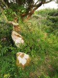 Higher Trewern Homestead