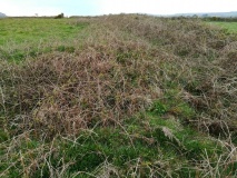 Goldherring hut circle