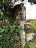 Brane Cross