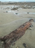 Mounts Bay prehistoric submerged forest
