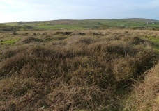 Tonkins Downs