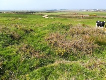 Carn Brea Hut circles and Tumulus