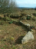 Goldherring 1