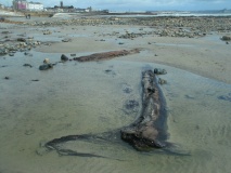 Mounts Bay prehistoric submerged forest