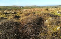 Tonkins Downs