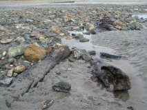 Mounts Bay prehistoric submerged forest