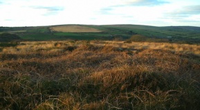 Tonkins Downs