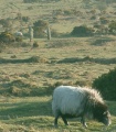 Pipers (nr Hurlers) - PID:3567