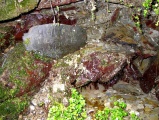 St Peter's Holy Well (Cornwall) - PID:20293