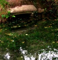 St Petroc's Holy Well - PID:20413