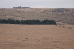 Fernacre