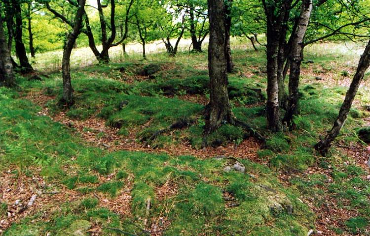 Stanton Moor 1