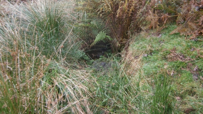 Derwic Well