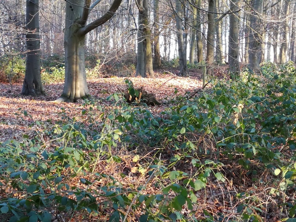 Click for the gallery page to add comments and vote (PID:193606) Heath Wood, Ingleby
