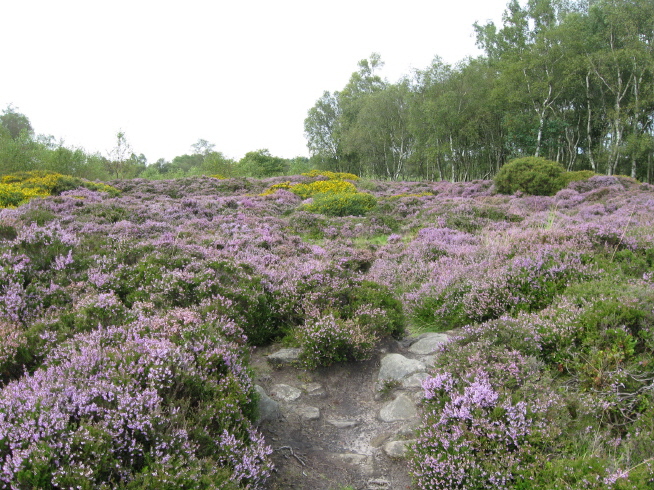 Click for the gallery page to add comments and vote (PID:53078) Stanton Moor 3