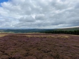 Offerton Moor West - PID:247360