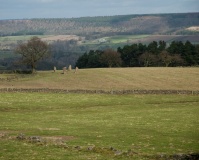 Nine Stones Close