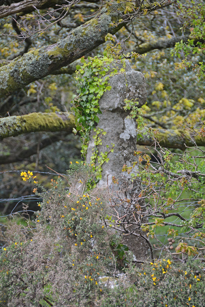 The front of the head of the Beetor Cross has an inscribed cross, although it was so covered with ivy at the time of our visit, we didn't see this. The original location of this cross is 100m to the north, now marked by a boundary/way marker stone.