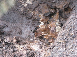 Click for the gallery page to add comments and vote (PID:80927) Whitehorse Hill cist