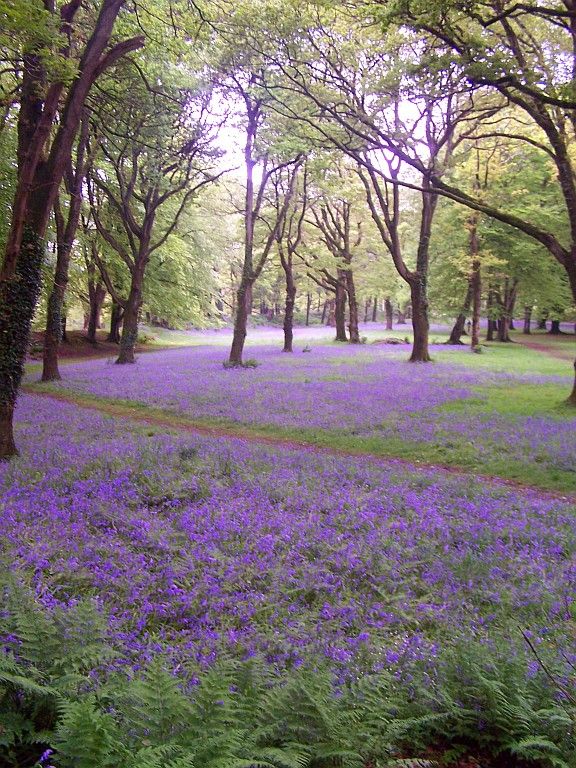 If you visit Blackbury Camp at just the right time of year it is covered in a sea of bluebells (earthwork ramparts in the background).