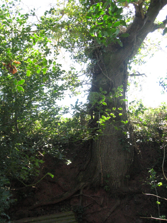Click for full size image of Puddock's Well (PID:131967) Puddock's Well