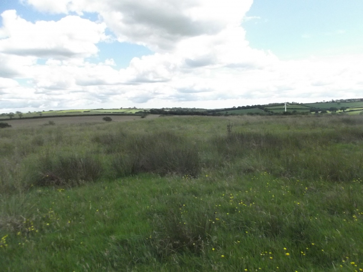 slight mound in background 11/07/20