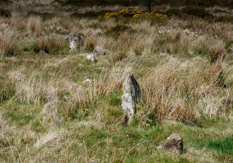 A length of the row to the north of SX 63703 60268. View from south.