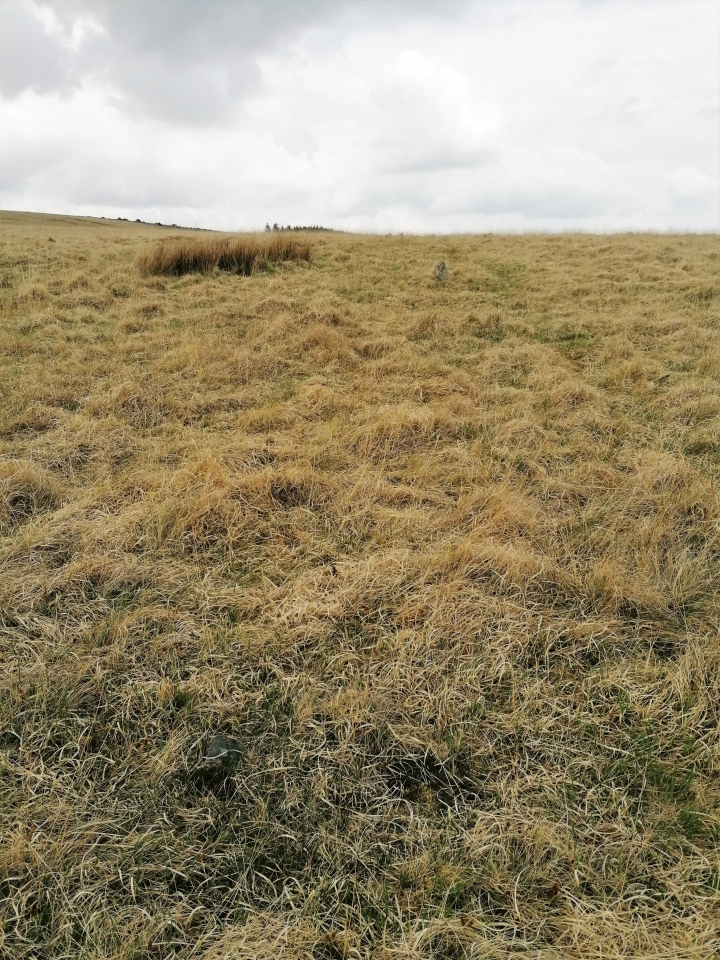I noticed a sort of pathway which I followed northwards, and found a few small stones, then near to a patch of rough grass, saw a couple standing out against the horizon, confirming I was walking along the line of the stone row. 