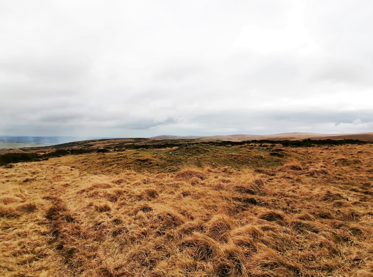 A pair of ridgetop Ring Cairns on Harbourne Head. Both quite large diameter, seemingly a ring of stone around a flat inside with a pile in the middle. The southern of the two is more distinct, and the central mound and ring are more obviously comprised of stones. I didn't see anything resembling a circle of upright stones!