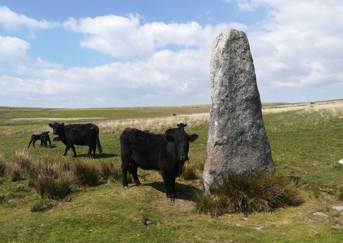 Click for full size image of Drizzlecombe menhir 1 (PID:290492) Drizzlecombe menhir 1