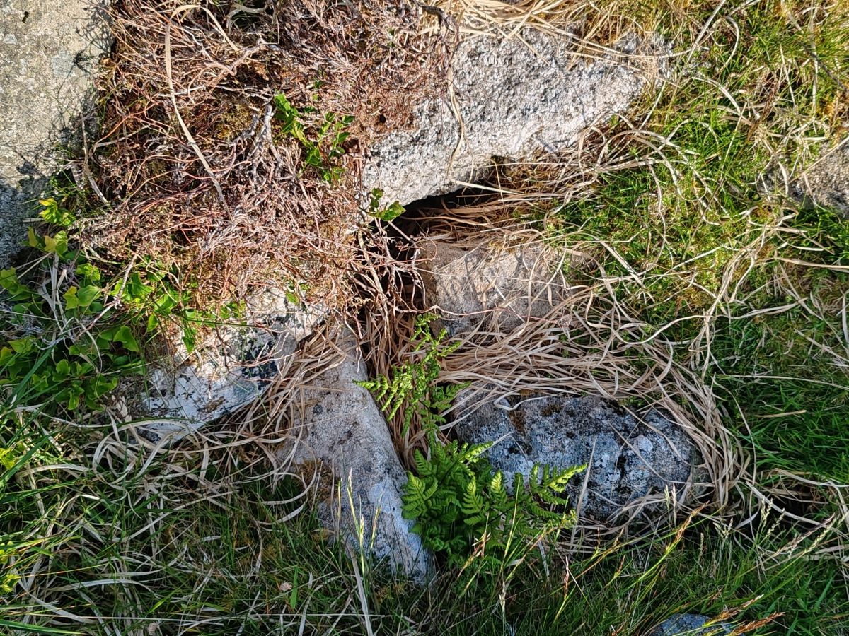 Raddick Hill Cist