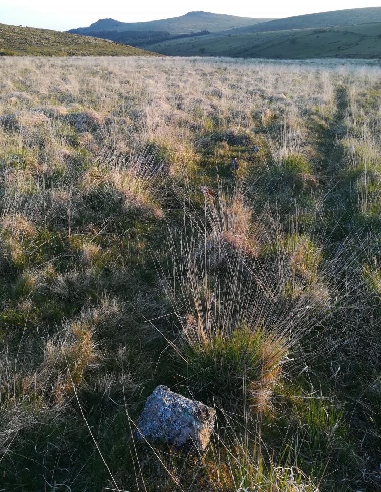 Click for full size image of Hart Tor south row (PID:291132) Hart Tor south row