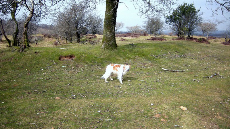 Roborough Down Earthworks