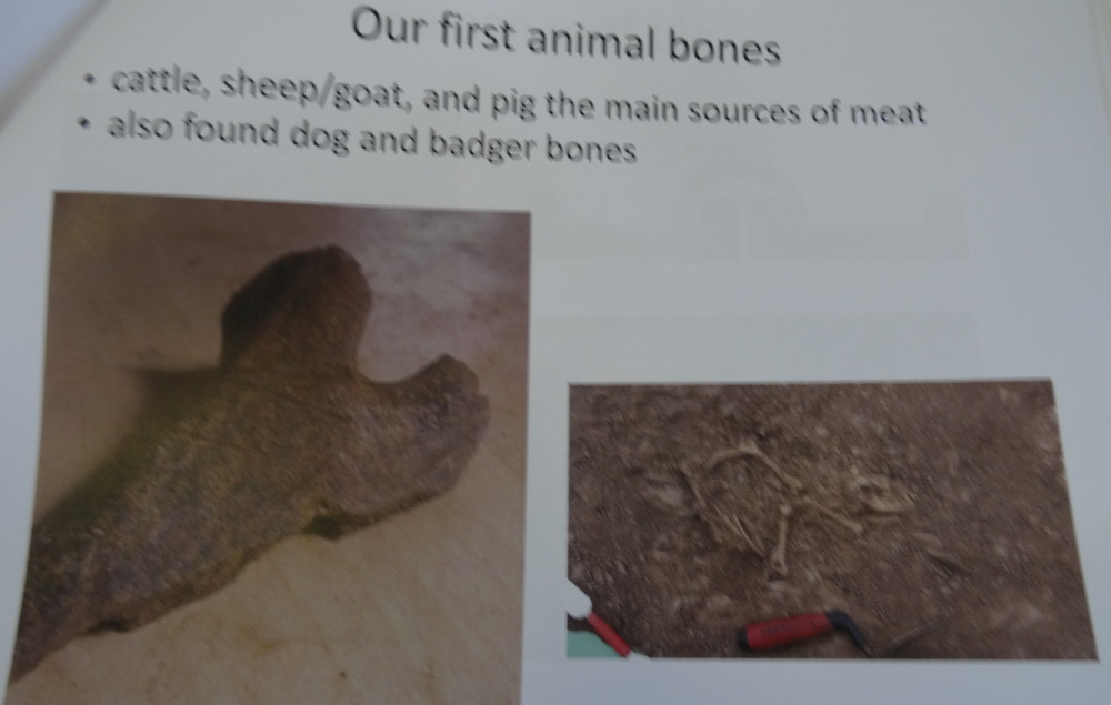 Lots of animal bones had been found on the site of the settlement.
Sorry about blurred image.