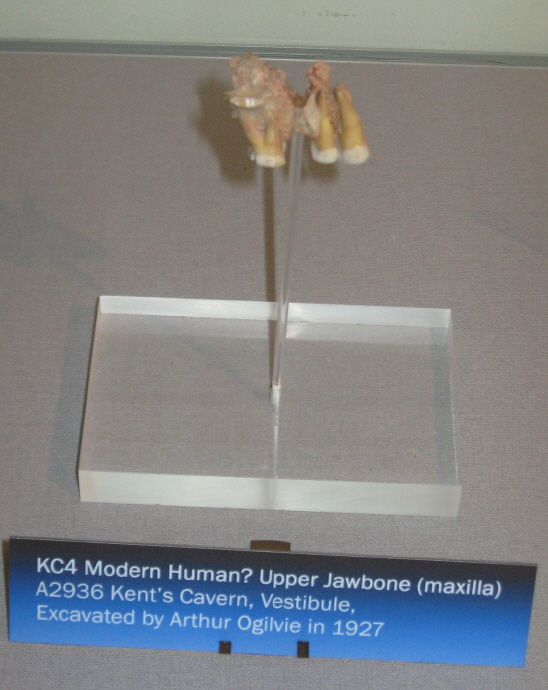 The fragment of human jawbone with teeth that is making news at the moment.  Photographed here in June 2010 at Torquay Museum.
