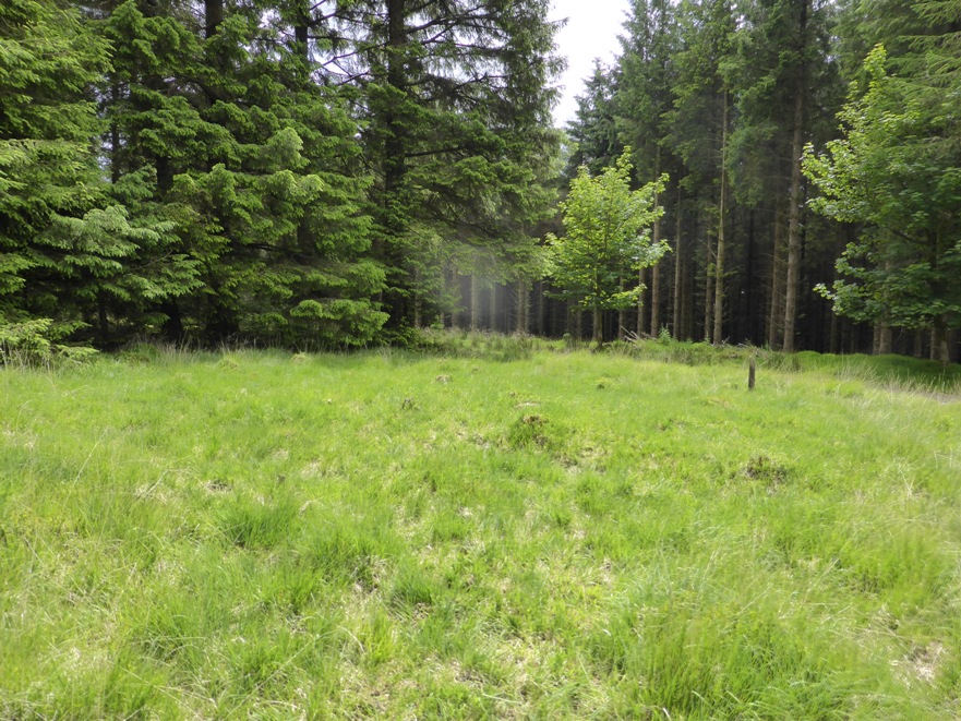 The first monument to look for, which you might otherwise miss is cairn 4, found right at the corner of forest, trackway and open area. Probably about 10 metres in diameter, the centre of the cairn is green and rocky, and there are several kerbstones making up a circular surround. 