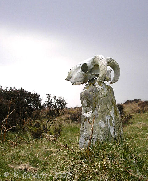 Hoccombe Hill (E)