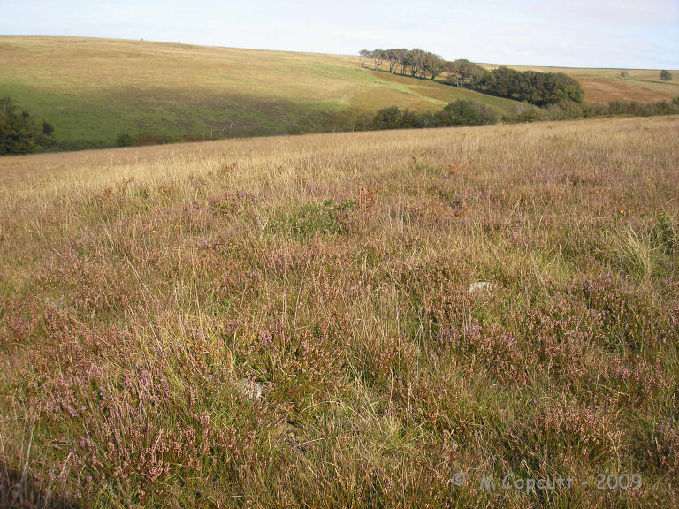 Warcombe Water row