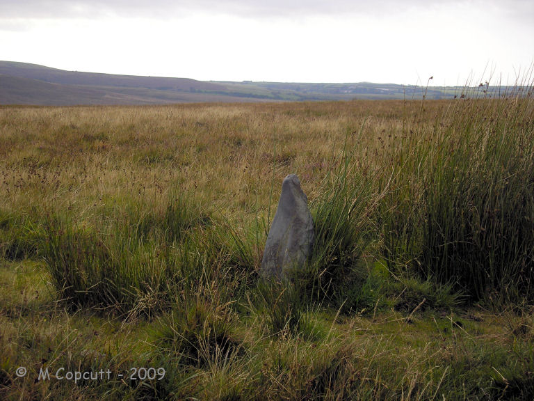Furzehill Common 2
