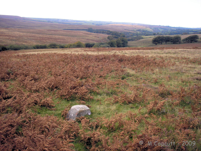 Furzehill Common 1