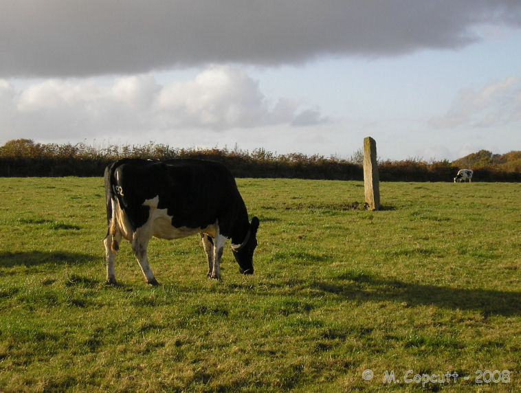 Adworthy Longstone, in a field of cows in deepest Devon. 