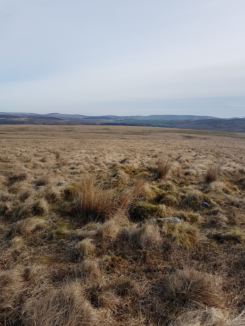 The cairn circle showing the very overgrown cist