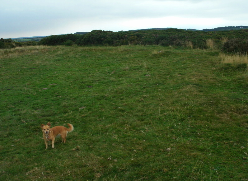 Part of the bank at Mardon Down Ring Cairn.